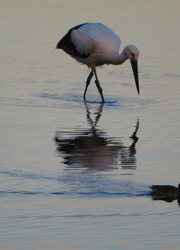 コウノトリ